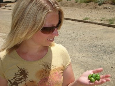 Olives from an Olive tree