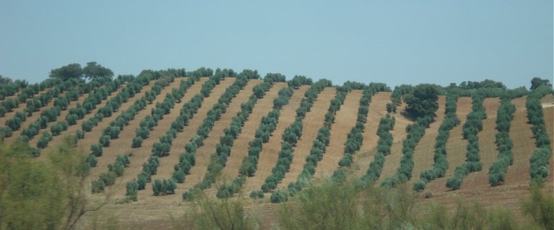 Rows of Olive Trees.