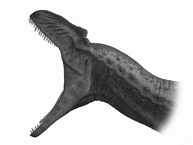 Allosaurus skull: Showing the maximum possible gape of Allosaurus specimen AMNH666 as hypothesized by Robert Bakker. Image by: Steveoc86(CC BY-SA 3.0)