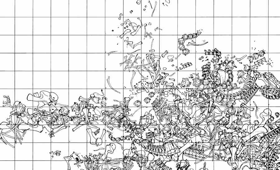 This is a historical map of some of the dinosaur bones excavated by Barnum Brown in the Howe Quarry: Circa 1930 (Public Domain)