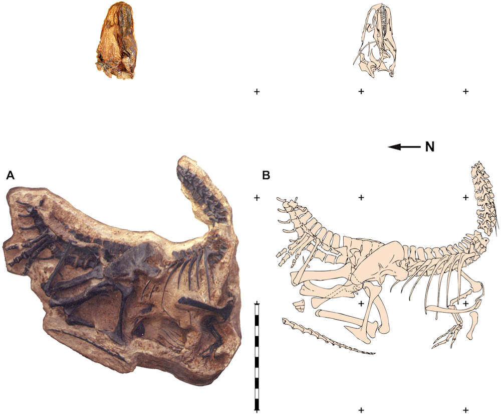 The holotype specimen of Allosaurus jimmadseni -DINO 11541.  This is Figure 1 from Chure and Loewen 2020 - CC BY 4.0