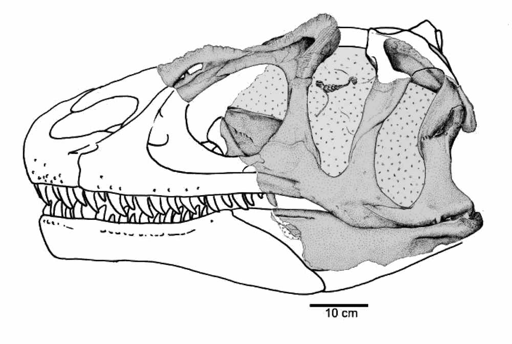 The holotype specimen of Allosaurus europaues (ML415). The shaded regions are the fossils that were found.  This is Figure 7 from Mateus et al. 2006.
