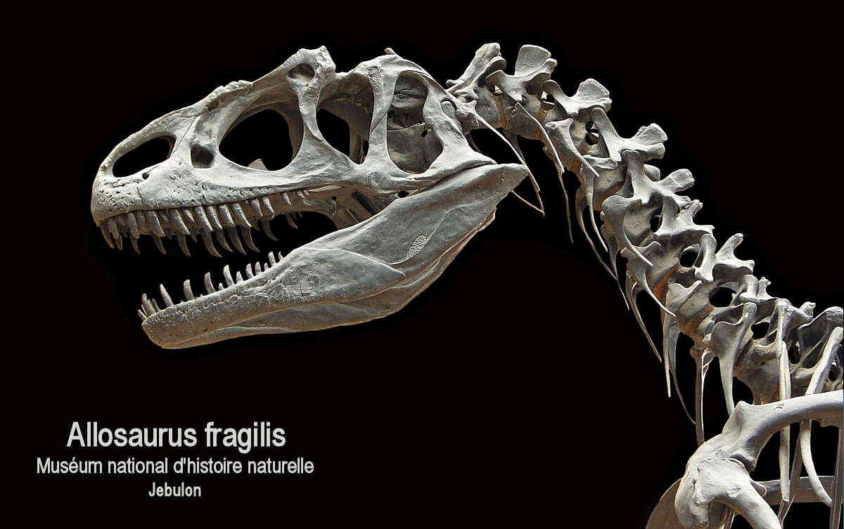 Allosaurus Fragilis Skull