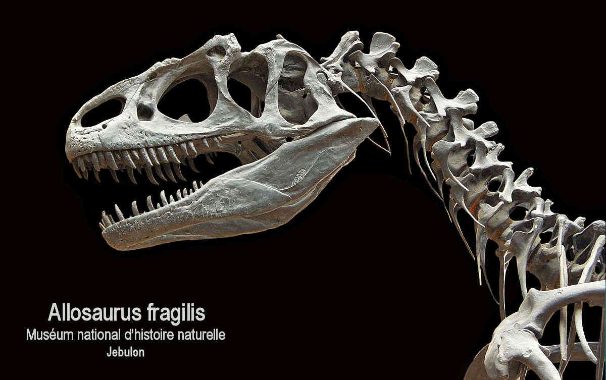 Allosaurus Facts About The Famous Jurassic Dinsaur 