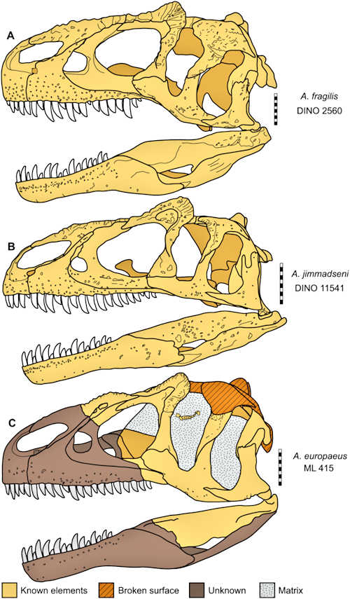Skulls of the 3 Allosaurus species compared.  This is Figure 16 from Chure and Loewen 2020 - CC BY 4.0