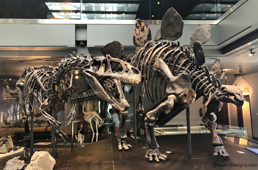 An Allosaurus in pursuit of a Stegosaurus. Display at the Los Angeles Natural History Museum.