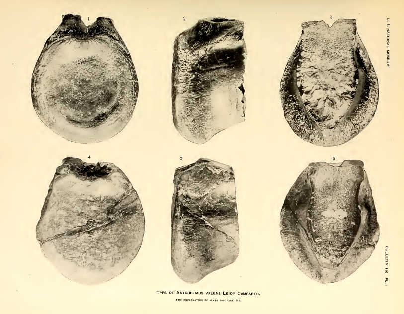 The type specimen of Antrodemus that Leidy described in 1870.  From Plate 1 of USNM Bulletin 110, 1920 (Public Domain)