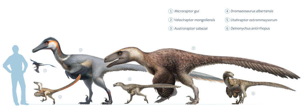 Size chart of different well known dromaeosaurs: Microraptor gui, Velociraptor mongoliensis, Austroraptor cabazai, Dromaeosaurus albertensis, Utahraptor ostrommaysorum, and Deinonychus antirrhopus.
: Image Credit: Fred Wierum  (CC BY-SA 4.0)