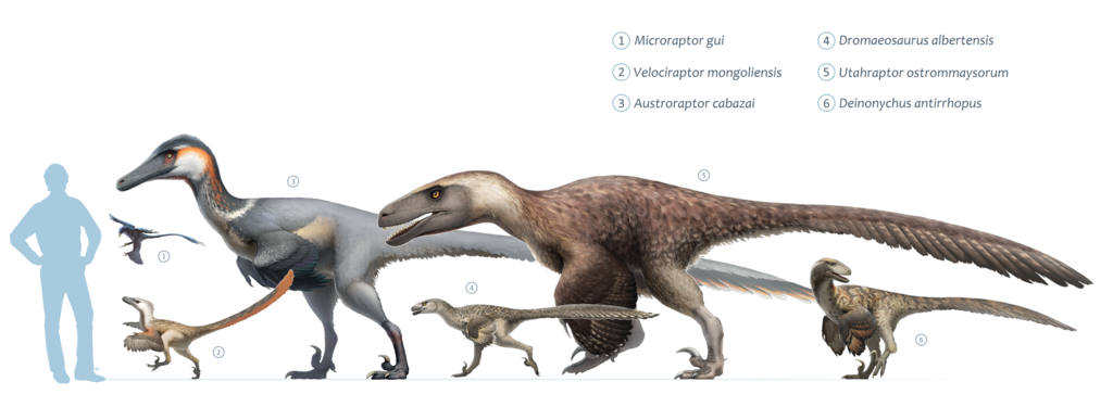 Size chart of different well known dromaeosaurs: Microraptor gui, Velociraptor mongoliensis, Austroraptor cabazai, Dromaeosaurus albertensis, Utahraptor ostrommaysorum, and Deinonychus antirrhopus.
: Image Credit: Fred Wierum  (CC BY-SA 4.0)