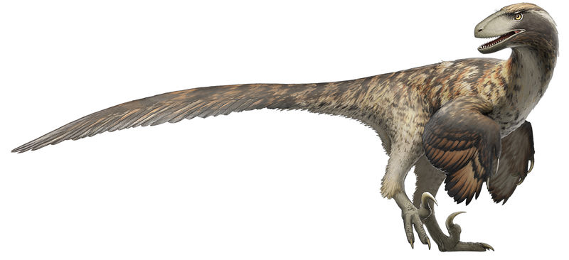 Deinonychus dinosaur restoration. Image Credit: (CC BY-SA 4.0)