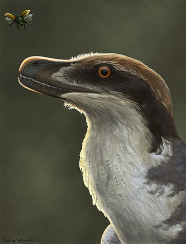 Reconstruction of Acheroraptor, a dromaeosaurid from the Western U.S. Cretaceous. Teeth of this raptor can be found throughout the Hell Creek Formation and are easily identifiable due to longintudinal striations on the tooth enamel. Image Credit: Emily Willoughby (CC BY-SA 3.0)
