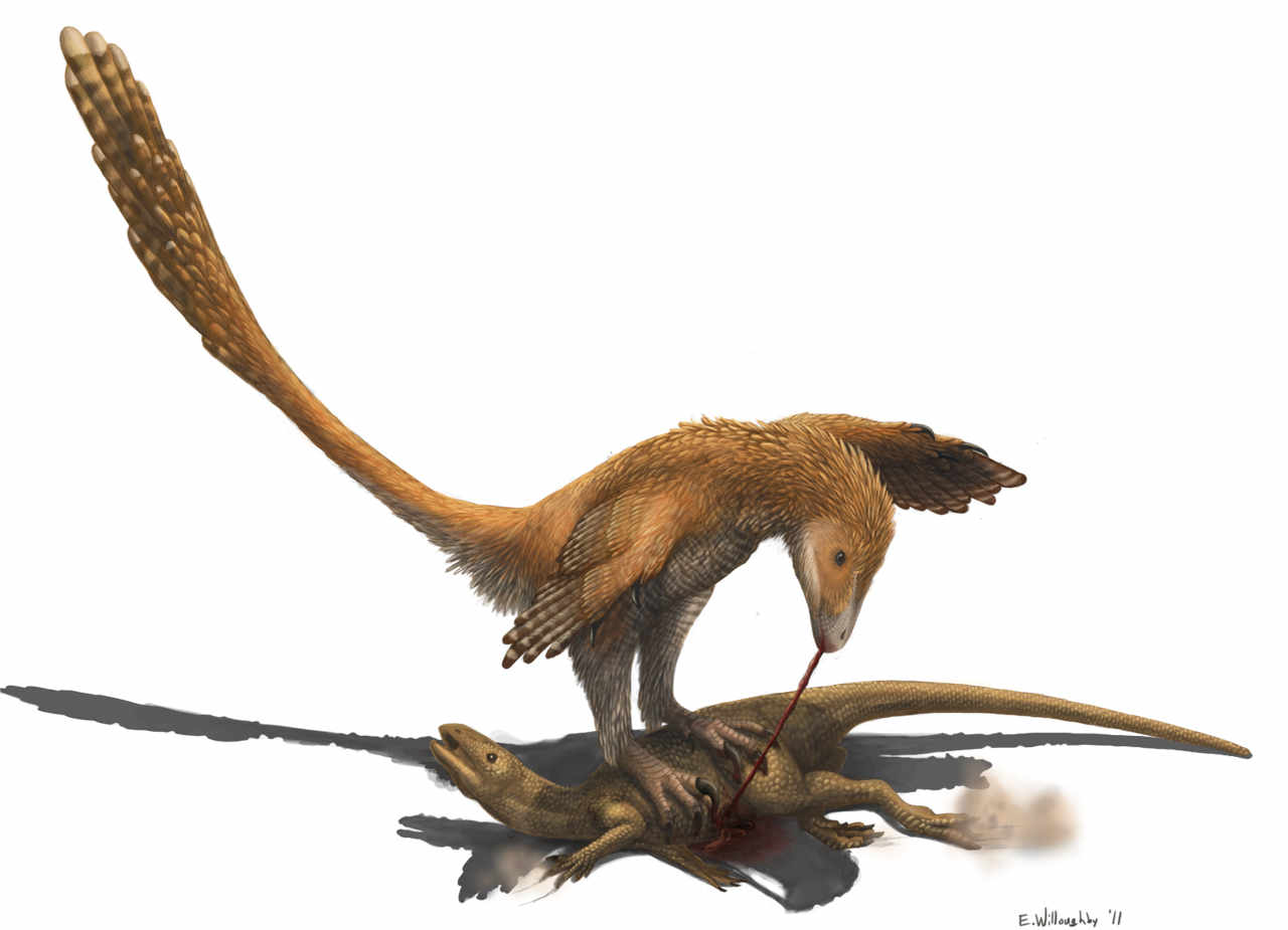 Reconstruction of Deinonychus antirrhopus engaging in the prey restraint model of predation suggested by Fowler et al in 2011. Prey here is Zephyrosaurus, a hypsilophodontid.  Emily Willoughby (CC BY-SA 3.0)