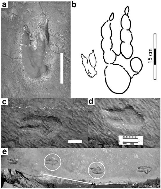 Figure 2 from Li et al., 2008 showing A: a sample Velociraptor track, and C,D,E, the Dromaeopodus tracks from China.