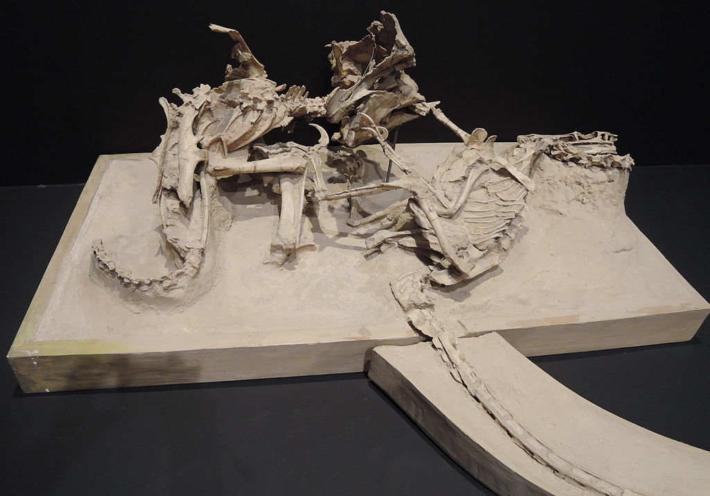 Velociraptor in a death match with a small Protoceratops dinosaur. It appears they both died together while fighting, then were buried by a sand dune collapse.    Image Credit: Yuya Tamai (CC BY 2.0)
