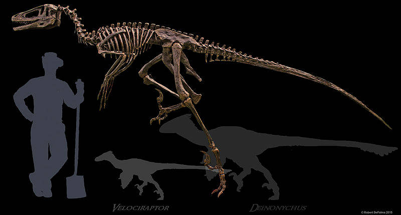 A restored replica of the Dakotaraptor holotype skeleton compared to silhouettes of Deinonychus and Velociraptor, showing the difference in body size. Image Credit: Taphonomy (CC BY-SA 4.0)