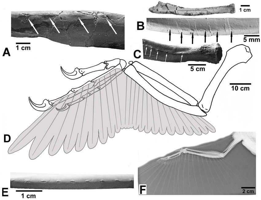 This figure shows the quill knobs on A: Dakotaraptor, B: Velociraptor, C: Concaneator, and E: a modern bird.  D is a reconstruction of Dakotaraptors wings. Image Crdit: DePalma et al., 2015 (Open Access)