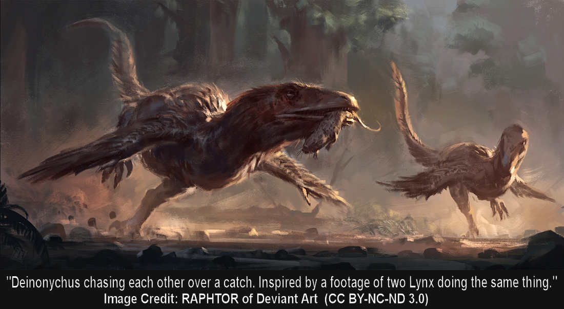 Deinonychus chasing each other over a catch. Inspired by a footage of two Lynx doing the same thing. -Image Credit: RAPHTOR of Deviant Art  (CC BY-NC-ND 3.0)