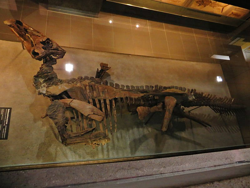 The Senckenberg mummy (SM 4036) from the Senckenberg Museum in Frankfurt.  Image credit: Ghedogehdo (C.C.by 4.0)