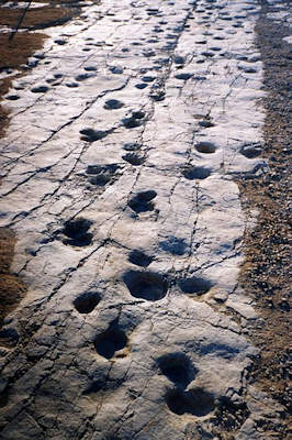 Hadrosaur tracks from a quarry in southern Italy.  These tracks have both the fore and hindfeet. Image Credit: Luca Bellarosa [CC BY-SA 4.0]
