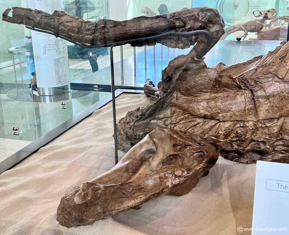One final image of the amazing Trachodon Mummy (AMNH 5060) in New York.