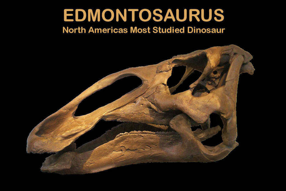 Edmontosaurus: North Americas Most Studied Dinosaur