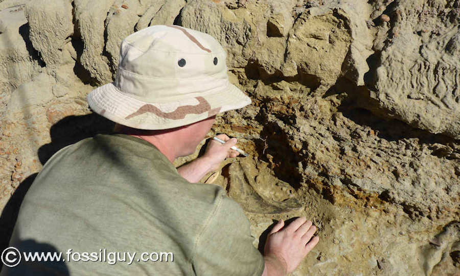 The author excavating a partial Edmontosaurus jaw in the Hell Creek Formation of South Dakota