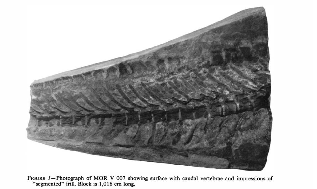 This is figure 1 from Horner, 1984 showing specimen MOR V 007 with the segmented frill running above the vertebra. (They look like black rectangles toward the top of the fossil).