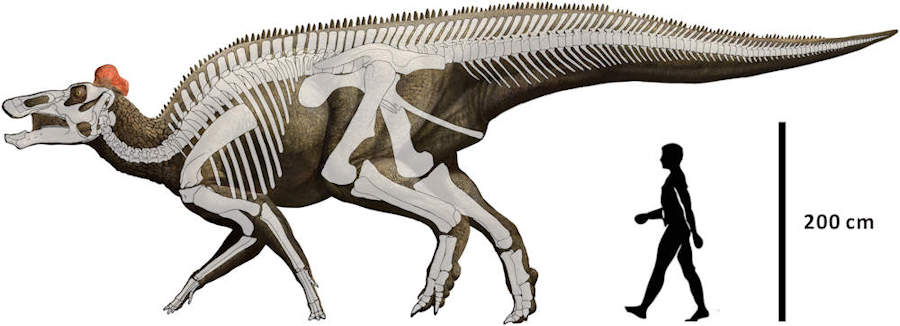 Figure from Xing et al, 2017 - showing a reconstruction of Edmontosaurus regalis.