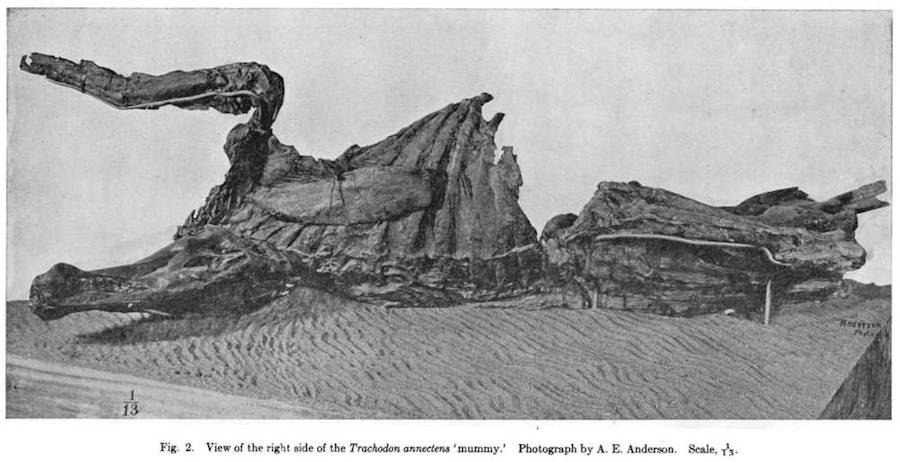 Side view of the Trachodon mummy from Osborn, 1912 (figure 2). The manus (front foot) is covered in a fleshy skin envelope.