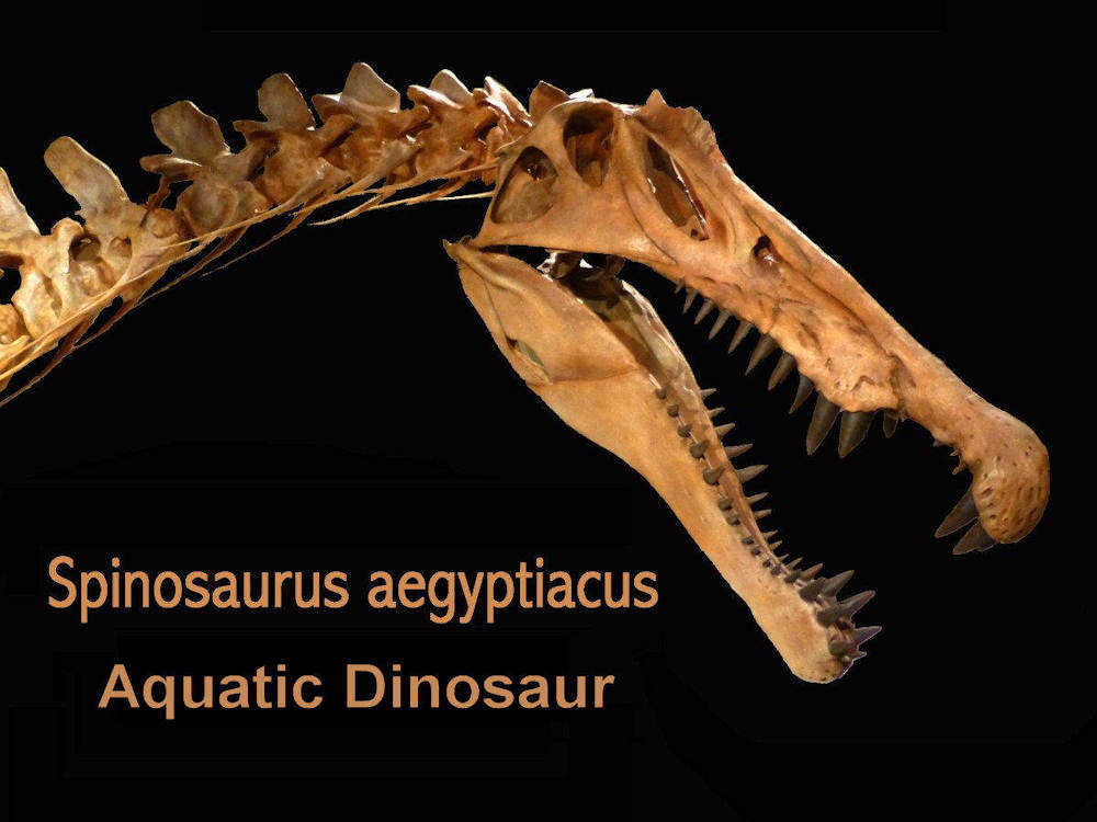 SPINOSAURUS - Your Complete Guide to the Aquatic Dinosaur!