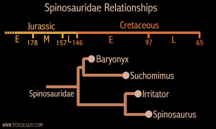 Types of Spinosaurus - Spinosaurus clades