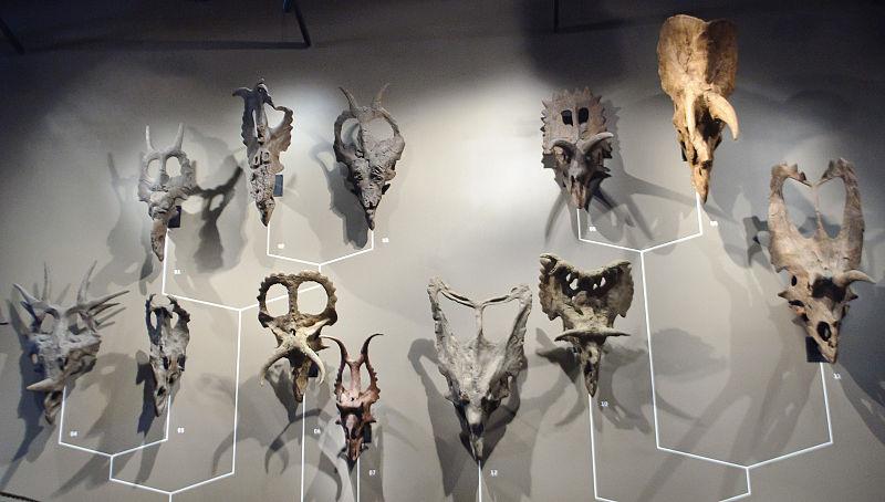 Skulls from the Ceratopsid Dinosaur Family