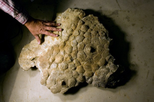 Section of the Triceratops skin cast from the dinosaur Lane
