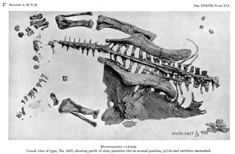 Image of a Centrosaurus dinosaur specimen (AMNH 5427) complete with a large skin patch