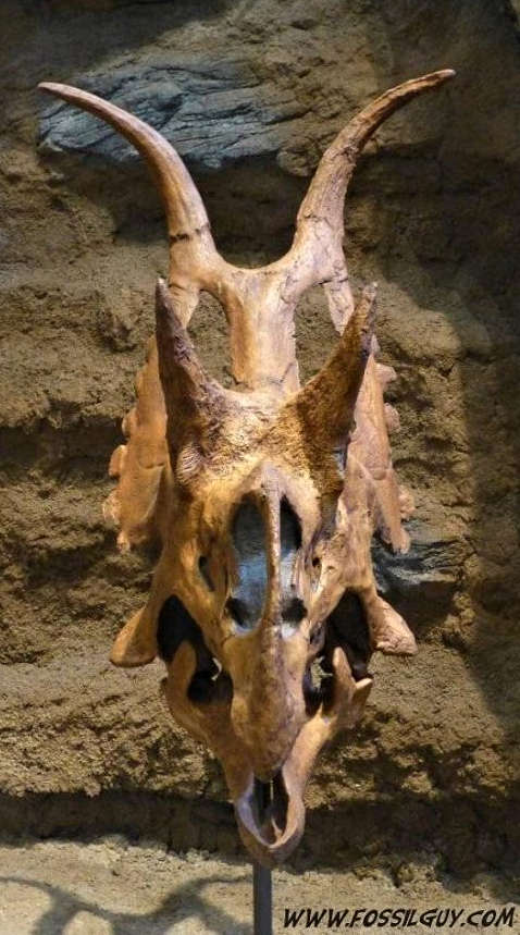 Ceratopsid Dinosaur skull from Utah showing its elaborate Horns and Frill