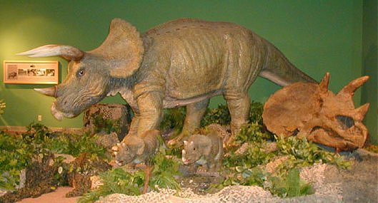 Triceratops exhibit from the Museum of the Rockies created by Jack Horner shows a more mammal like posture, which according to recent evidence is correct