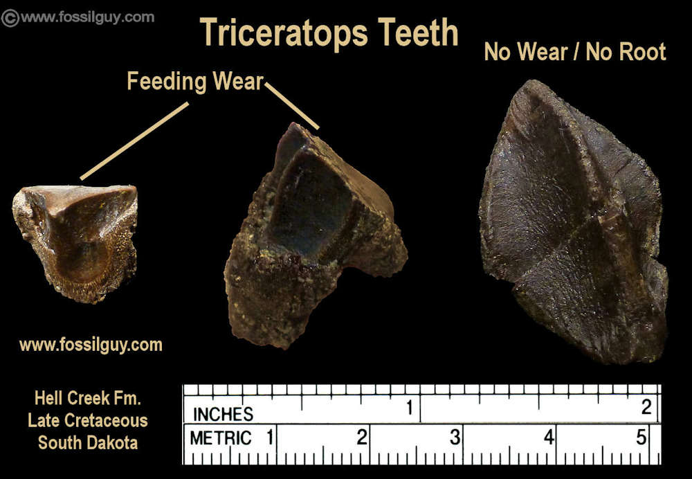 Image of three Triceratops teeth found in the Hell Creek Formation of South Dakota during my DInosaur Dig