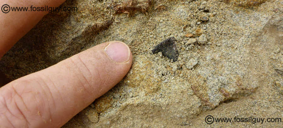 Image of a Triceratops tooth still embedded in the Hell Creek formation.