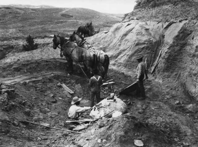 Barnum Brown working in the Hell Creek quarry in Montana where the first T rex was discovered.