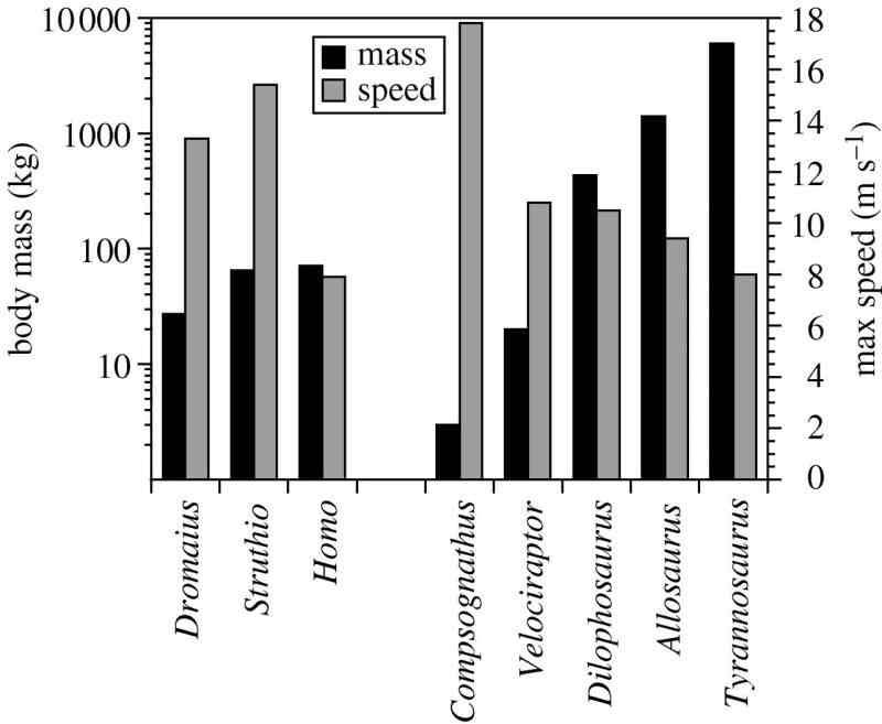 Body mass vs top speeds from the simulation. T. rex
is on the far right - from Sellers & Manning (2007)