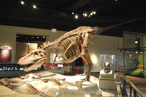 Reconstructed Daspletosaurus Dinosaur specimen FMNH PR308 from the Dinosaur Park formation of Alberta