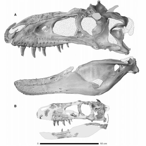 Comparison of the adult holotype skull (NMMNH P-27469) and
 the juvenile skull (P-25049) of Bistahieversor sealeyi. Figure from: Carr and Williamson, 2010