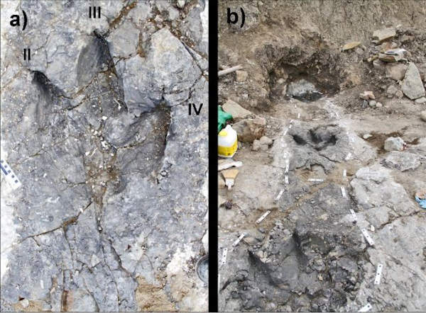 Figure 2 from McCrea et al, 2014 showing Tyrannosaurs trackway in British Columbia
