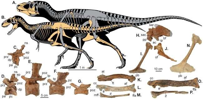 Skeletal reconstructions and postcranial elements of Utah tyrannosaurs - From Loewn MA 2013