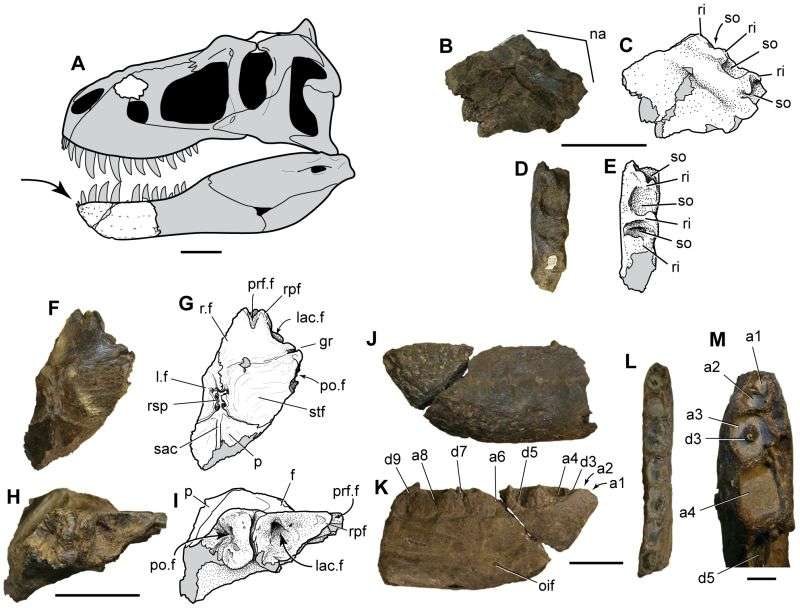 Polar Pygmy Dinosaur Nanuqsaurus holotype specimen