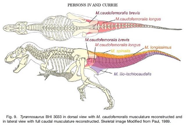 Figure 9 from Person and Currie (2010), showing
 the reconstructed musculator of a T. rex tail.