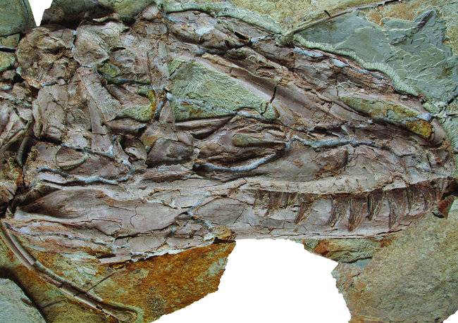 Specimen ZCDM V5000, the holotype Yutyrannus huali