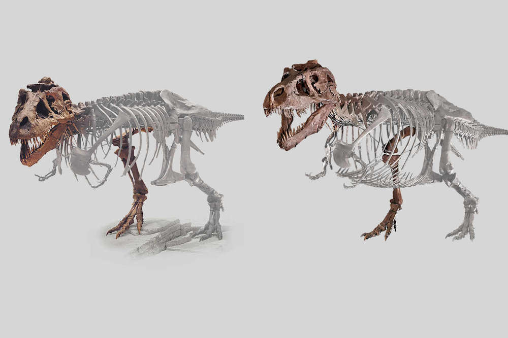 T Rex Size Comparison Chart