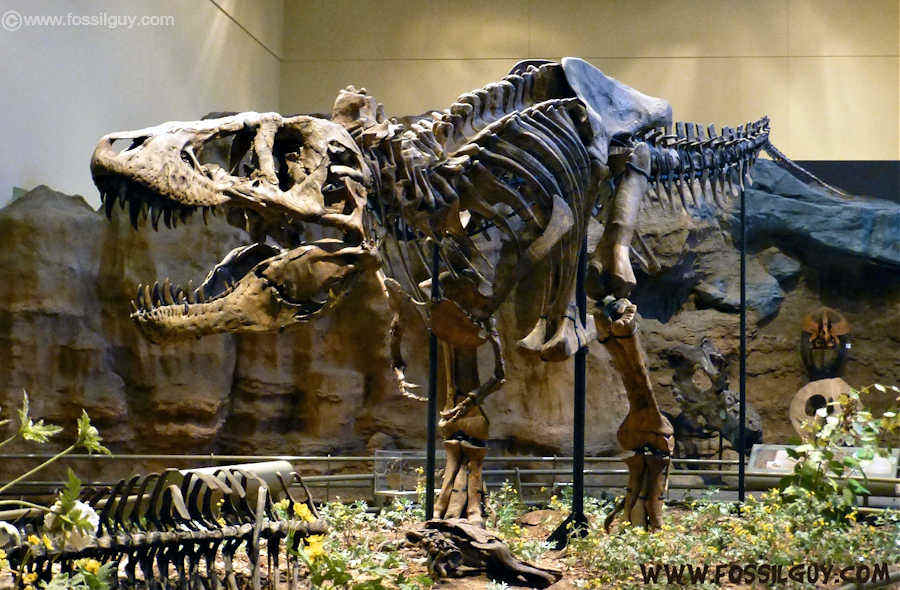 Tyrannosaurs rex dinosaur on display - holotype specimen