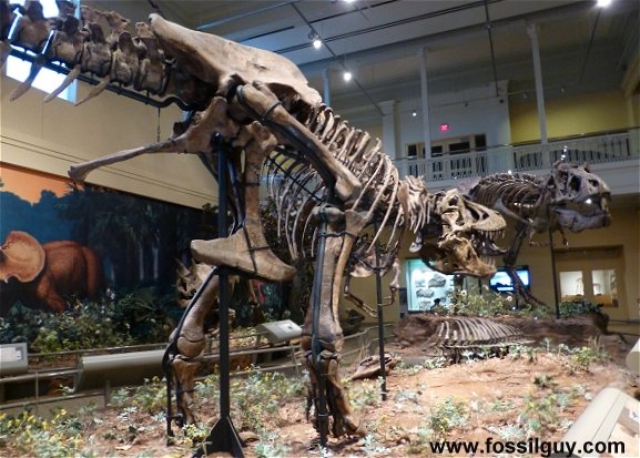 Tyrannosaurus rex dinosaurs at the CMNH